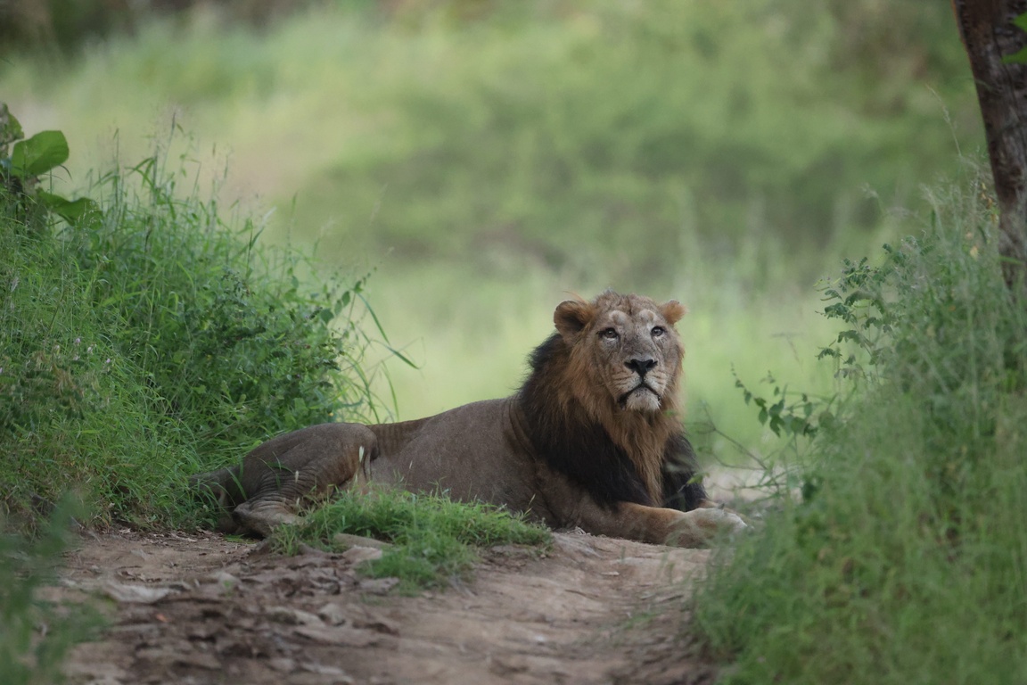 Lion Photo 1