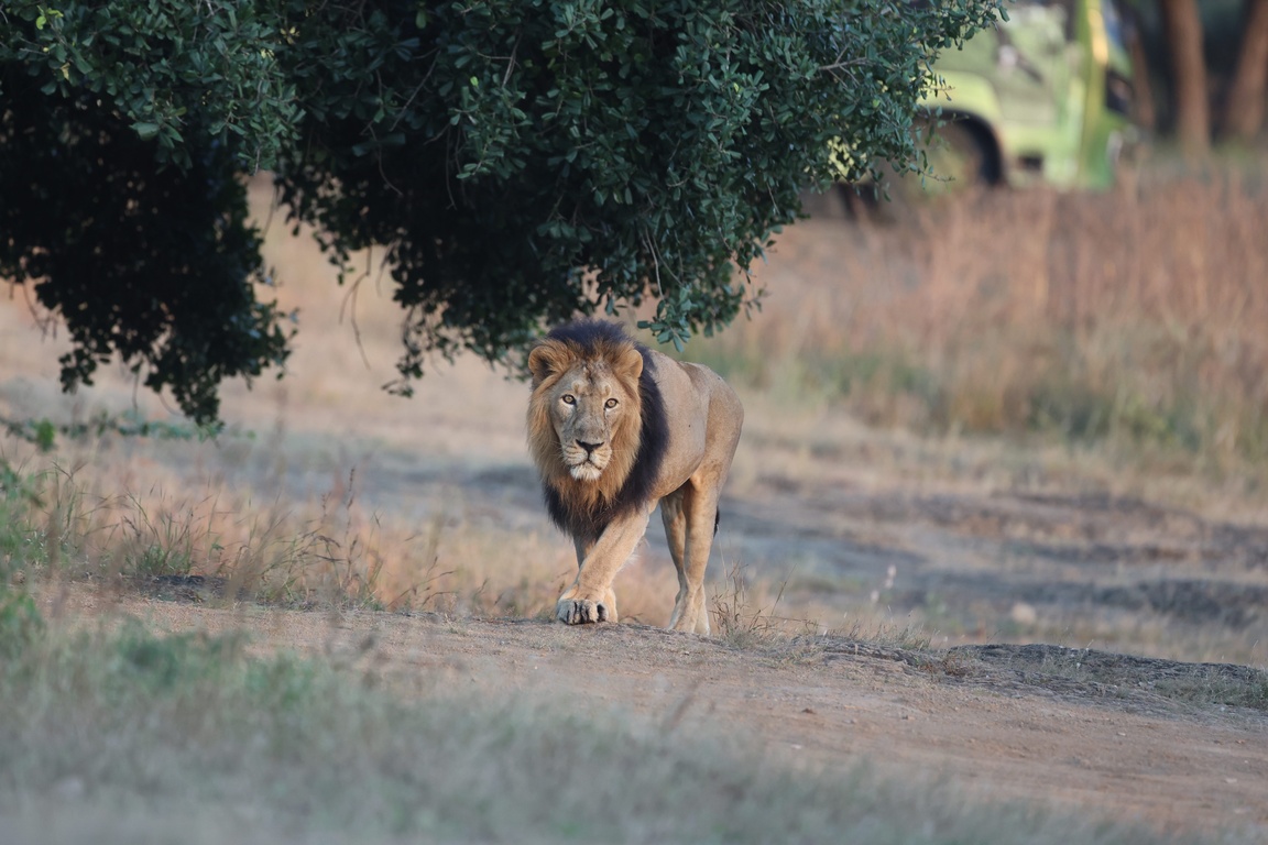 Lion Photo 10