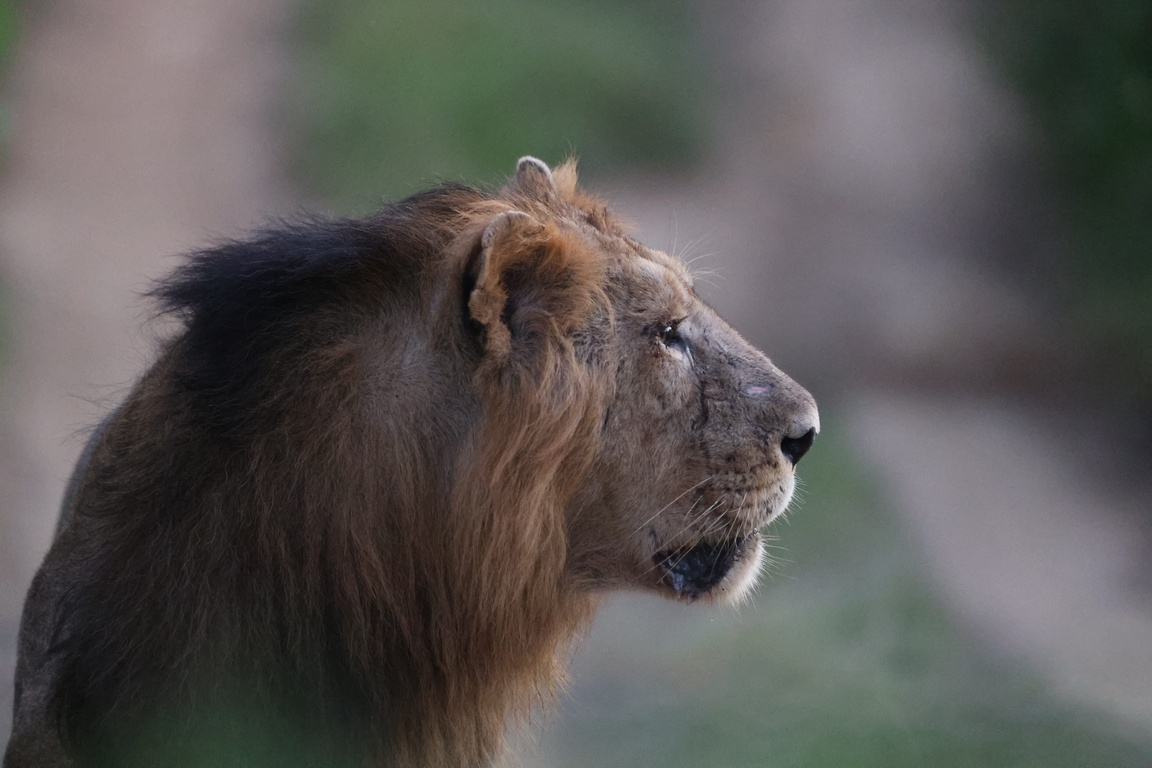 Lion Photo 2